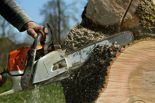 Best Tree Care Services  in Yelm, WA